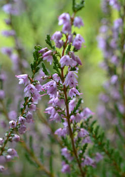 Tiny Flowers