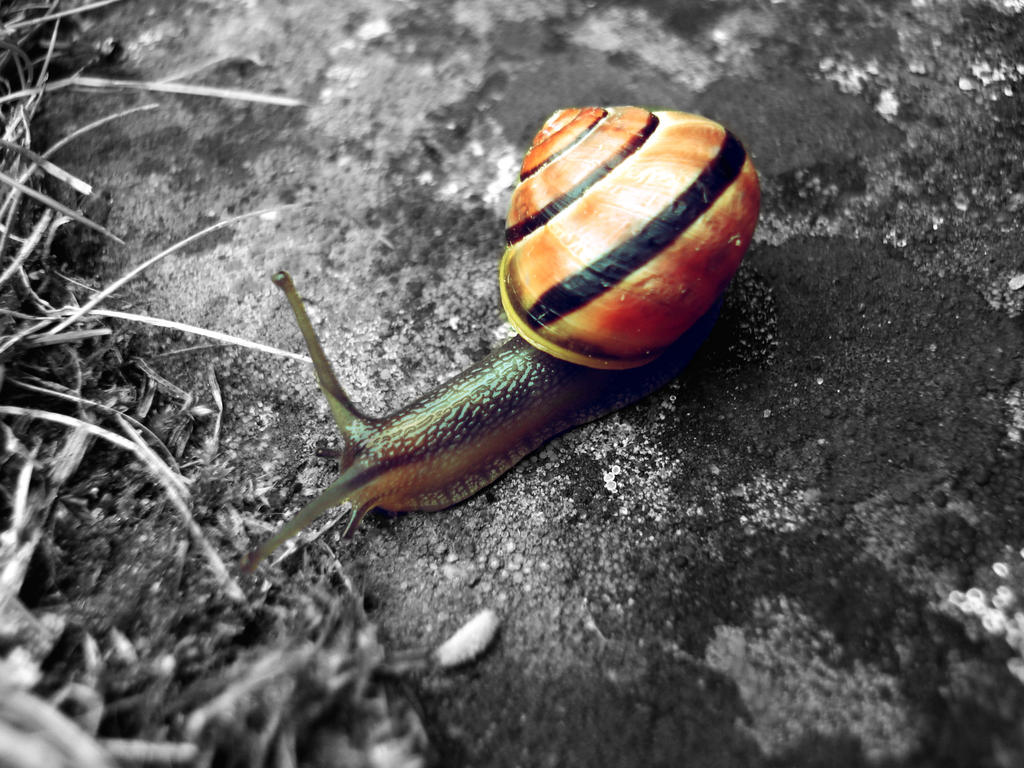 colorful snail