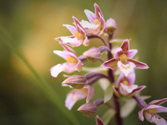 Blooming beauty