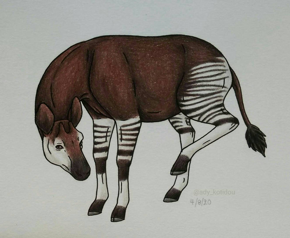 Okapi drawing by AdyKotidou on DeviantArt