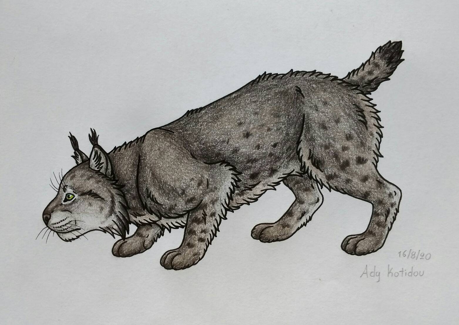 Canadian lynx drawing by AdyKotidou on DeviantArt