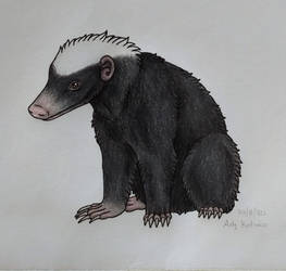 Sunda stink badger drawing