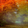 Autumn forest Stock 01
