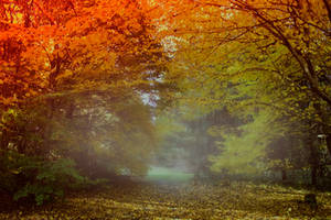 Autumn forest Stock 01