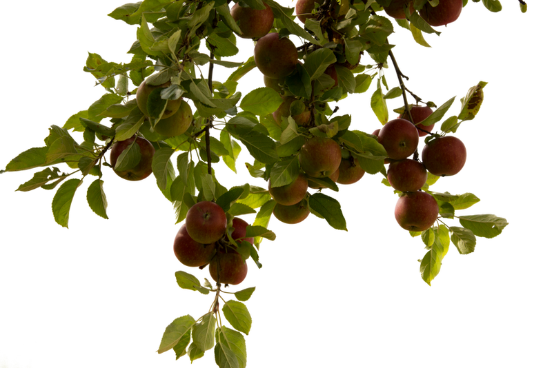 apple tree by cindysart-stock