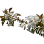 Appel Blossom by CindysArt-Stock