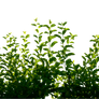 Green Leaf by cindysart-stock