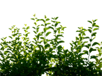 Green Leaf by cindysart-stock