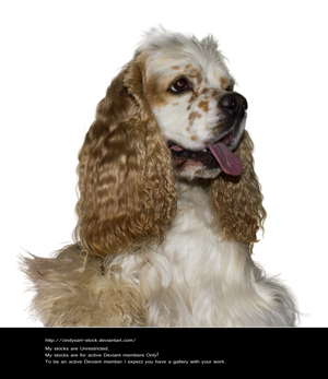 Amris 5 by Cindyart-stock by CindysArt-Stock Amris 5 by Cindyart-stock by CindysArt-Stock