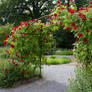 Rose Garden By Cindysart-stock