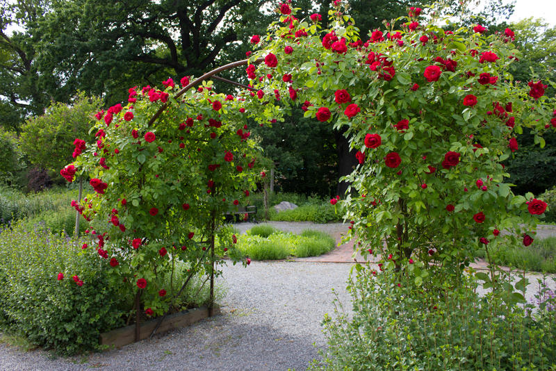 Rose Garden By Cindysart-stock by CindysArt-Stock Rose Garden By Cindysart-stock by CindysArt-Stock