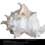 White Shell By Cindysart-stock