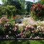 Rose Garden 4 By Cindysart-stock