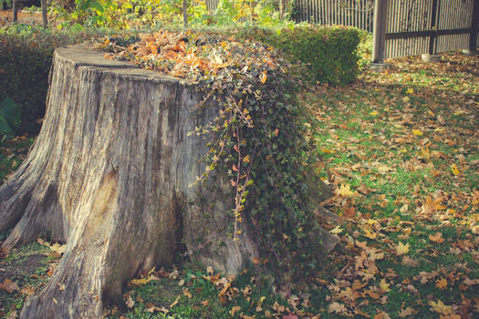 Autumn Stump