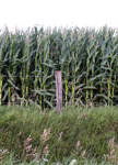 corn fence line