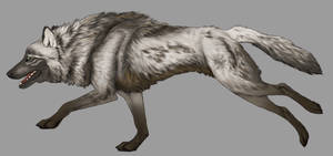 Wolf adoptable - CLOSED