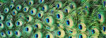 Peacock Feather by PrimaDonna77