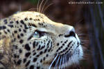 Leopard by Alannah-Hawker