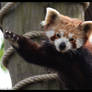 Waving Red Panda