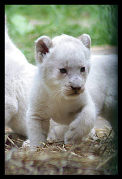 White lion cub