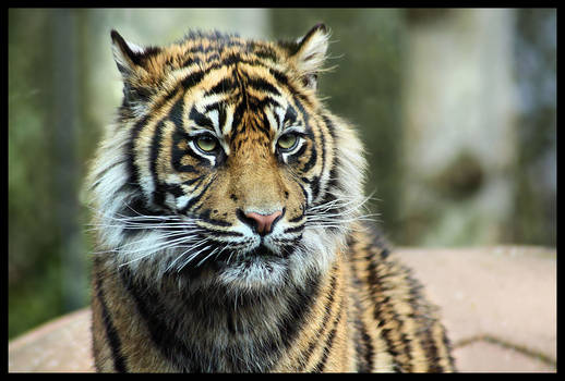 Tiger 12