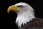 Bald Eagle by Alannah-Hawker