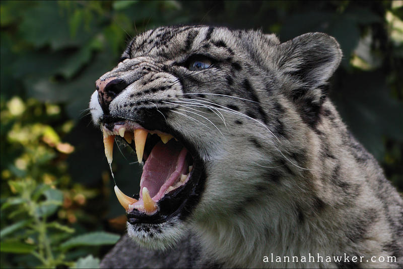 Snow Leopard Snarl