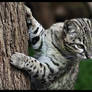 Geoffroy's Cat