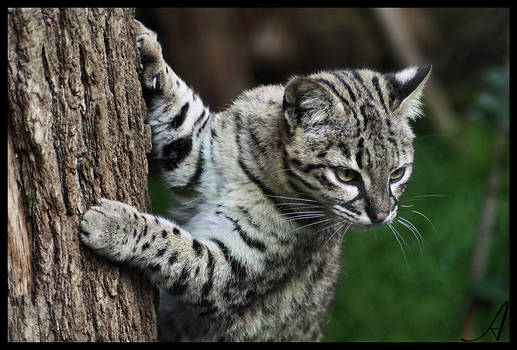 Geoffroy's Cat