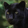 Black Panther