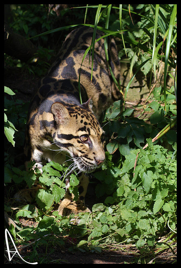 Clouded Leopard