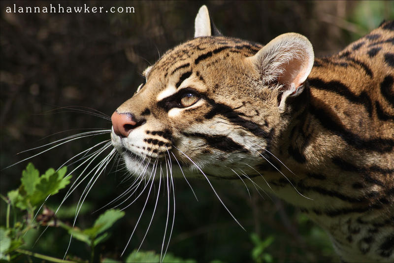 Ocelot.
