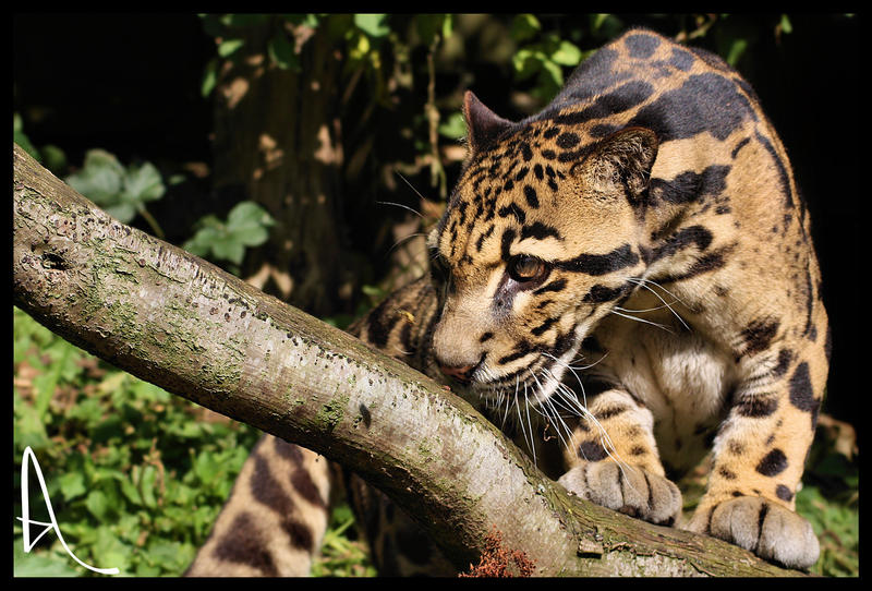 Clouded Leopard 01