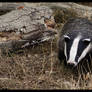 Badger