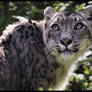Snow leopard 04