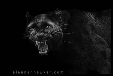 Black Panther 03