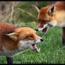 Foxes