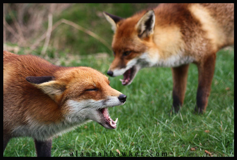 Foxes