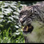 Snow Leopard 05
