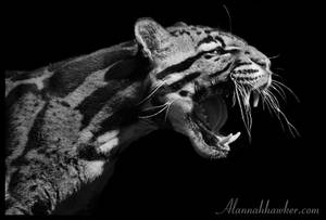 Clouded Leopard 03 by Alannah-Hawker