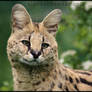 Serval 05