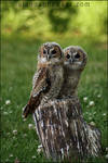 Tawny Owls by Alannah-Hawker