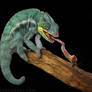 Panther Chameleon 01