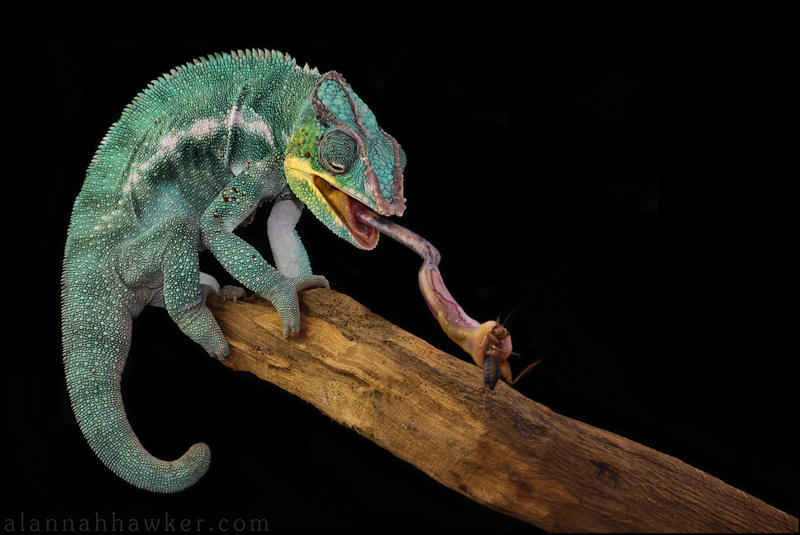 Panther Chameleon 01 by Alannah-Hawker