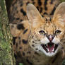 Serval 06