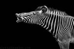 Zebra by Alannah-Hawker