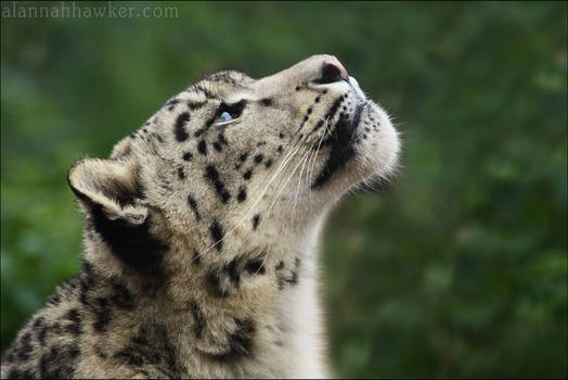 Snow Leopard 07