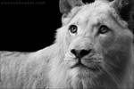 White Lion 02 by Alannah-Hawker