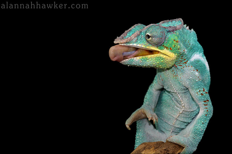 Panther Chameleon 02