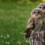 Tawny Owls 02